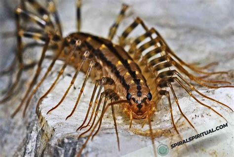 Centipedes Spiritual Symbolism: Ability to Adapt & Recover.